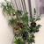 Various plants for sale