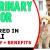 Veterinary Doctor Required in Dubai -