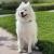 Samoyed for sale