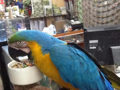 Birds Parrots for good home