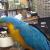 Birds Parrots for good home