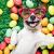 Top Doggy Daycare in Dubai