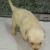 LABRADOR RETRIVER PUPPIES AVAILABLE