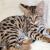Caracal Kittens, Africa Serval Kittens,Ocelot Kittens