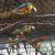 Macaw Parrots For Sale