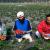WorkPermit Visa for Fruit Pickers (Portugal EU) Urgent Placements (UAE & KSA) Residance Apply Now