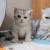 Adorable Munchkin kittens