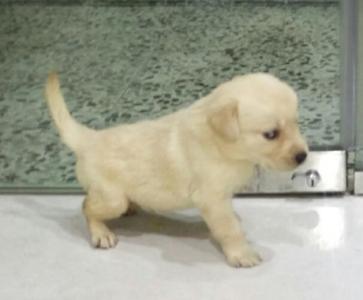 LABRADOR RETRIVER PUPPIES AVAILABLE