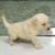 LABRADOR RETRIVER PUPPIES AVAILABLE