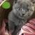 British Shorthair kittens for sale