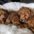 Poodle puppies for sale