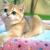 FOR SALE British Shorthair Female , 7 Months Old , Golden Shell . Registered, Fully Vaccinated with