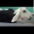 goat for sale