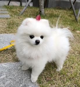 Pomeranian Puppy for Adoption