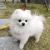 Pomeranian Puppy for Adoption