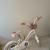 Girl bicycle for sale
