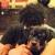 Rottweiler puppy for sale