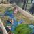 Macaw Parrots For Sale