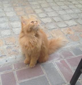Lost female persian cat in mirdif