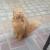 Lost female persian cat in mirdif