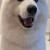 Samoyed for sale