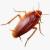 Pest Control in JLT