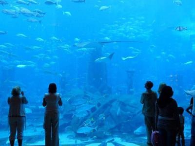 The Lost Chambers Aquarium Dubai Ticket