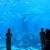 The Lost Chambers Aquarium Dubai Ticket