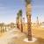Date Palm Tree Supplies