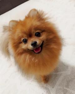 Pomeranian puppy
