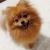 Pomeranian puppy
