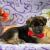 Teacup Puppies available for adoption.