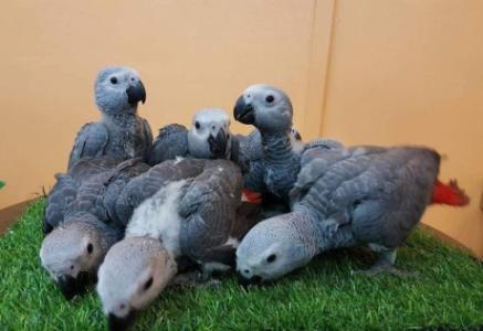 African Grey Parrots for a good home