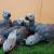 African Grey Parrots for a good home